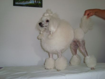 Yustus iz Zazerkalia