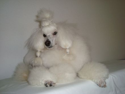 Yustus iz Zazerkalia