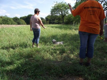 Dogs Eldorado - Hundeschule einmal anders...