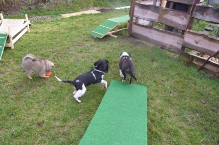 Dogs Eldorado - Hundeschule einmal anders...