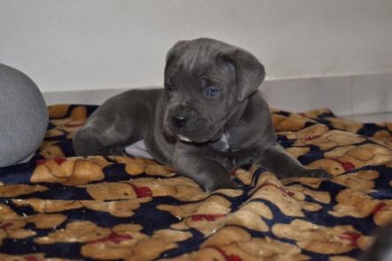 Allevamento dei Grausi