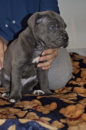 Allevamento dei Grausi