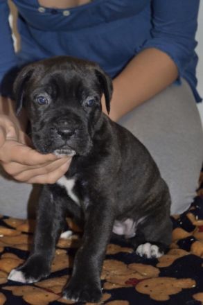 Allevamento dei Grausi