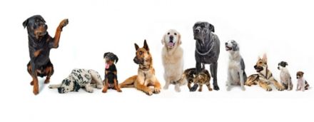 hundebetreunung/Hundesitting