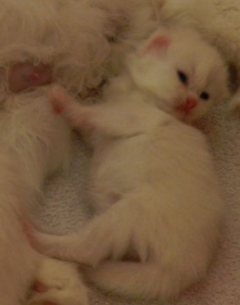 from River d´Luppenrein