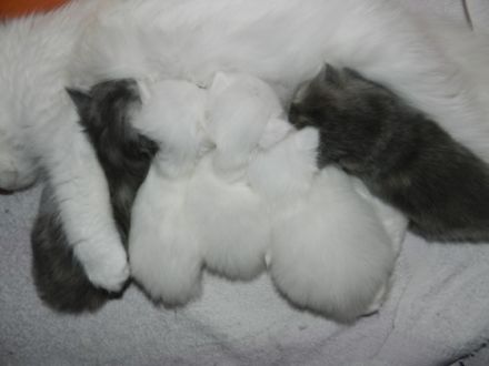 from River d´Luppenrein