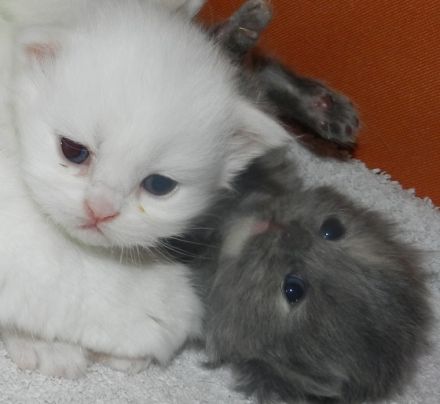 from River d´Luppenrein