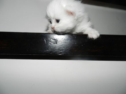 from River d´Luppenrein