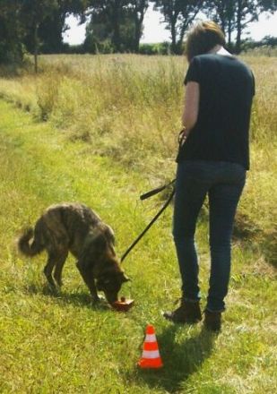 Rocco`s- Outdoor-Hundeschule