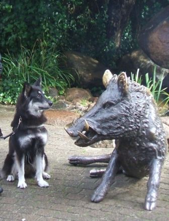 Rocco`s- Outdoor-Hundeschule