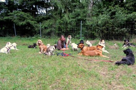 Hundeerziehungsberatung Engelmann