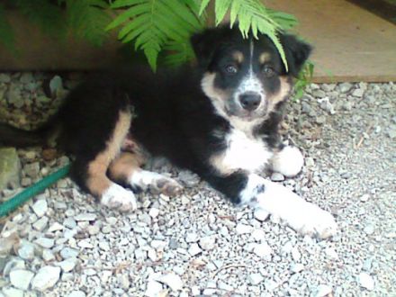 Hundeerziehungsberatung Engelmann