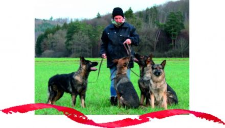 crazy dog to walk Gassiservice