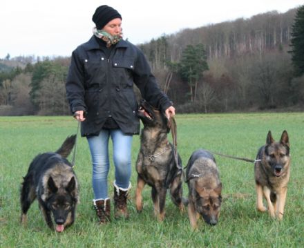 crazy dog to walk Gassiservice