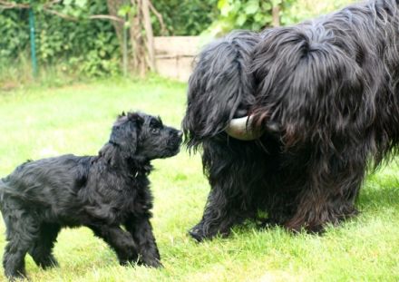 des despote avec le coeur