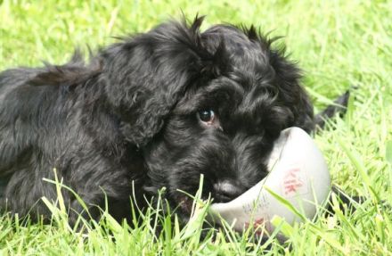 des despote avec le coeur