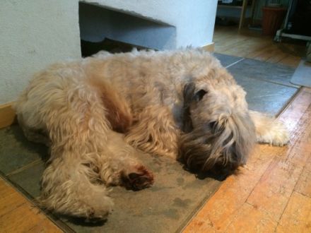 Charming Wheaten