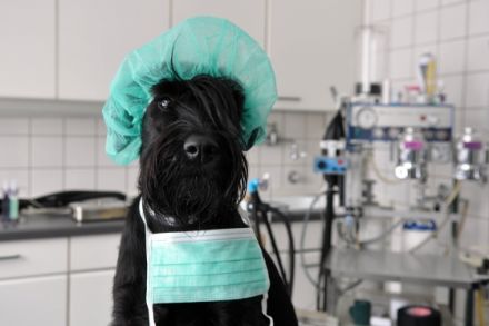 Tierärztliche Praxis und Tierklinik Kaisereiche