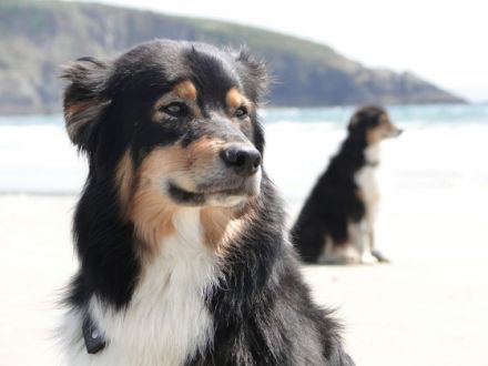 Tierheilpraktikerin Nicole Michels