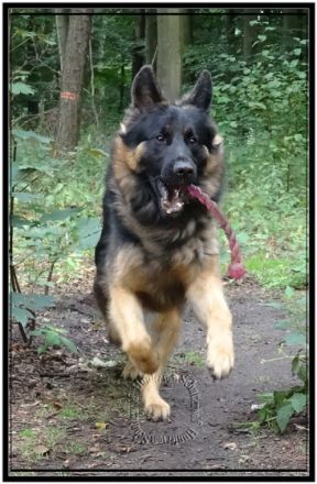 Hunter vom Schattenwolf