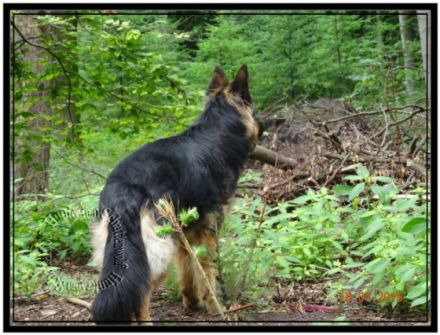 Hunter vom Schattenwolf