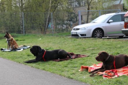 Hundeschule Kaiser