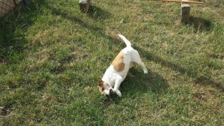 Little Hunter Amaretto