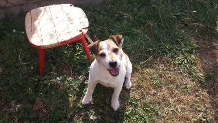 Little Hunter Amaretto