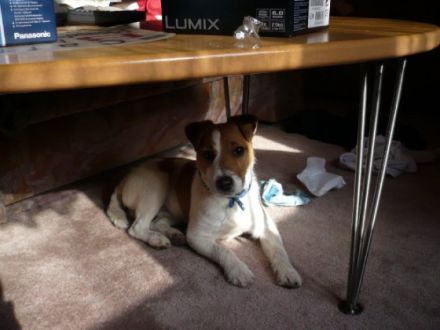 Little Hunter Amaretto