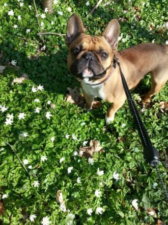 Artos-Laiv of Rosengarden