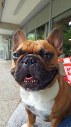 Artos-Laiv of Rosengarden