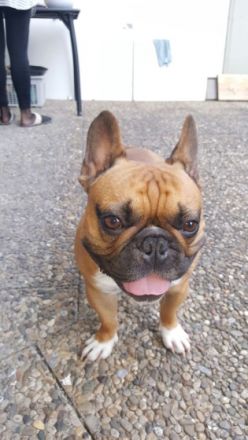 Artos-Laiv of Rosengarden