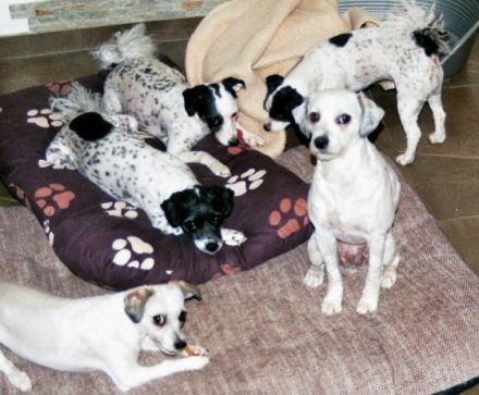 Hundepension zum Röschenhaus