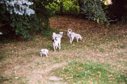 Hundepension zum Röschenhaus