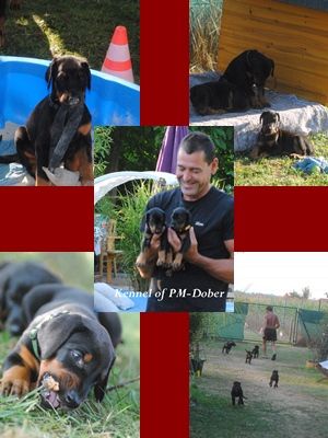 Kennel of PM-Dober