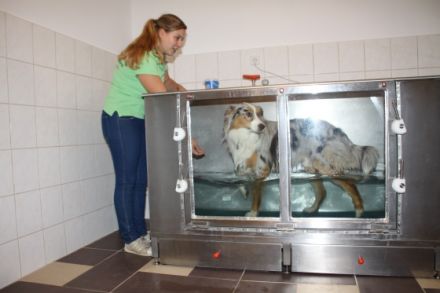 Hundephysiotherapie und Osteopathie Bianca Lies