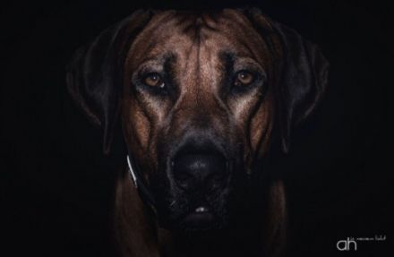 Multi.Ch. Bakiri zum Weissen