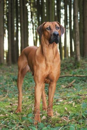 Multi.Ch. Bakiri zum Weissen