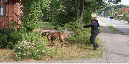 Canicor Mobile Hundeschule