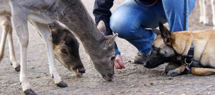 Canicor Mobile Hundeschule