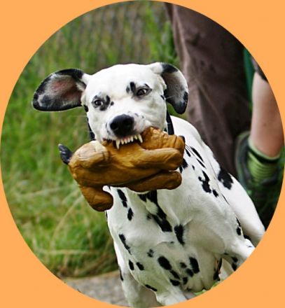 Canicor Mobile Hundeschule