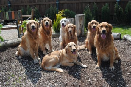 Die Hundeschule mit Herz