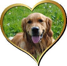 Die Hundeschule mit Herz