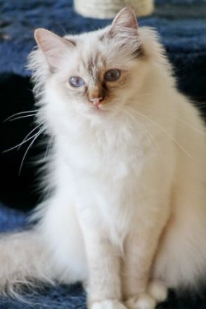 Heilige Birma vom Sonnenbusch