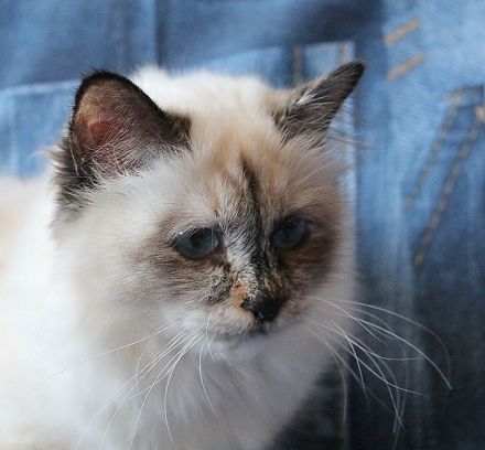 Heilige Birma vom Sonnenbusch