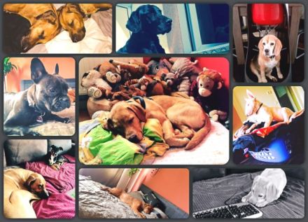 Graupelz & Co mobile Tierpflege und Hundeschule