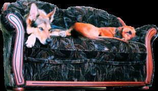 Graupelz & Co mobile Tierpflege und Hundeschule