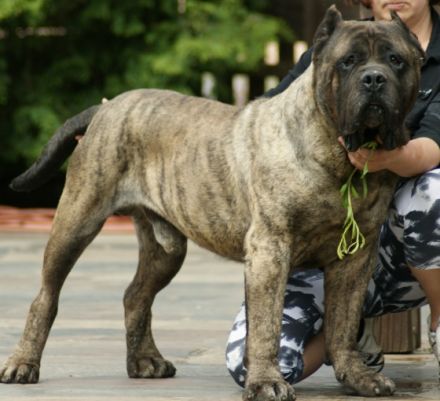 von den Pretorianern