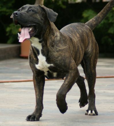 von den Pretorianern