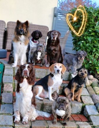 Hundepension & Hundefriseur DOG-Hostel & DOG-Style